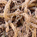 very old noodles